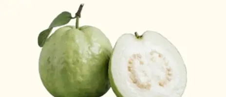 Jambu Kristal